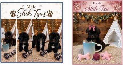   AAAAdorable Home Raised    AAAAdorable Home Raised SHIH-TZU, males & females, looking for loving forever homes. $1,000-$1,400 each.    All puppies current on shots/deworming.   CASH ONLY   Call/text 505-322-5623 