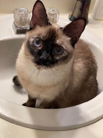  Lost: Cat, Siamese mix,   Lost: Cat, Siamese mix, Maite, blue eyes, dark tail with light tip. Near Lomas & Chelwood NE. $1,000 REWARD.   505-633-0426