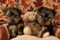  Adorable Yorkie Puppies <br>   Adorable Yorkie Puppies   They're registered with first  vaccinations and dewormings.  Call or Text 505-340-1669 www.TiffanysPuppies.com 