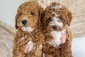  Mini Goldendoodle Puppies <br>   Mini Goldendoodle Puppies   Parents are genetically health tested. Puppies will come with a health guarantee. Raised in home with love by experienced, local New Mexico breeders. Lakesidegoldens.org (575) 993-3009 